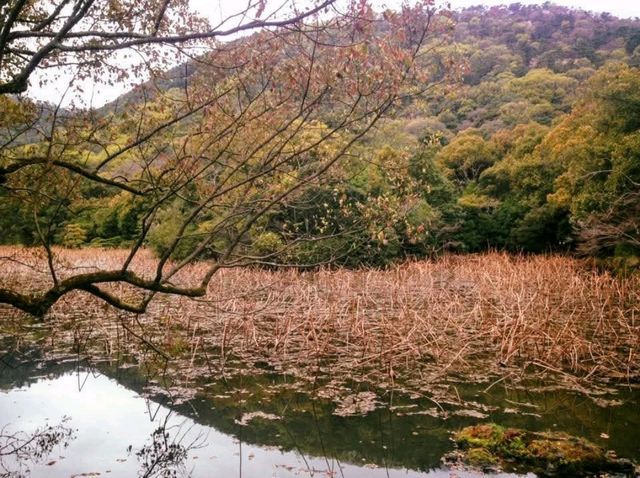 栗林公園-日本回遊式庭園代表，四國賞櫻好去處