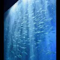 墨田水族館～暢游於水下奇幻世界