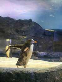 Bird Paradise