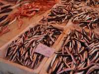 【イタリア・カターニア】活気あるのシチリア半島で最も大きい魚市場