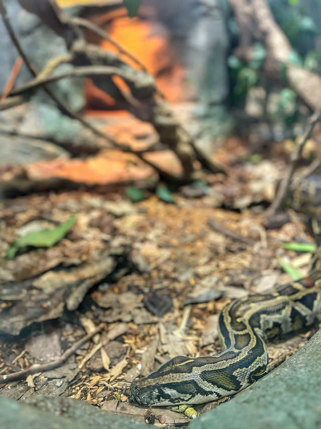 Singapore Zoo: A Wildlife Adventure in the Heart of Nature