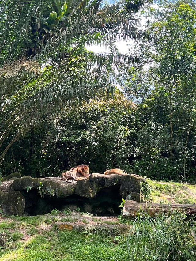 Singapore Zoo: A Wildlife Adventure in the Heart of Nature