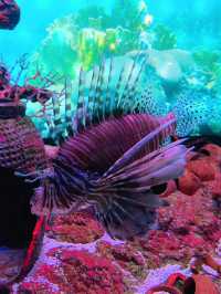 An Underwater Wonderland at Aquaria KLCC