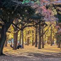 Yoyogi Park (代々木公園)