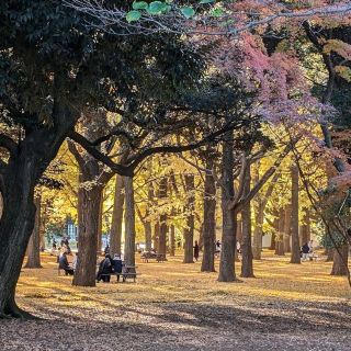 요요기 공원 (代々木公園)