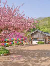 겹벚꽃과 사찰의 풍경이 아름다운 순천 선암사🌸