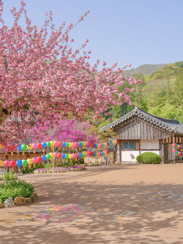겹벚꽃과 사찰의 풍경이 아름다운 순천 선암사🌸
