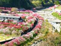 【長野県】日本一の花桃の里の桃源郷・阿智村