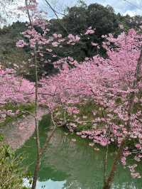 杉林溪櫻花美景