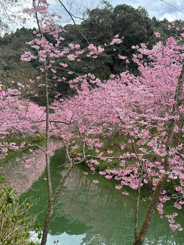 杉林溪櫻花美景
