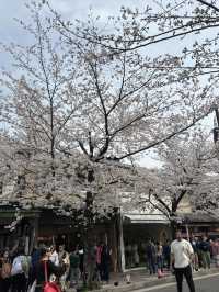 🌸 京都嵐山的櫻花與竹林交融：一場難忘的絕景之旅 🌿