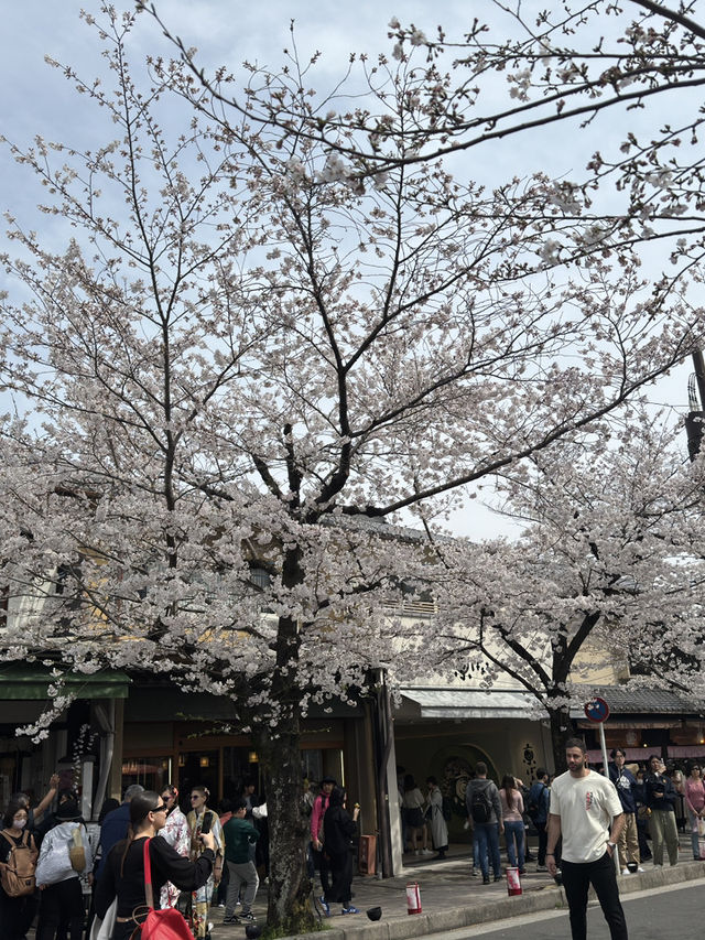 🌸 京都嵐山的櫻花與竹林交融：一場難忘的絕景之旅 🌿