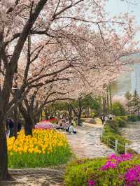 벚꽃&튤립을 함께 볼 수 있는 호수 공원🌸🌷 