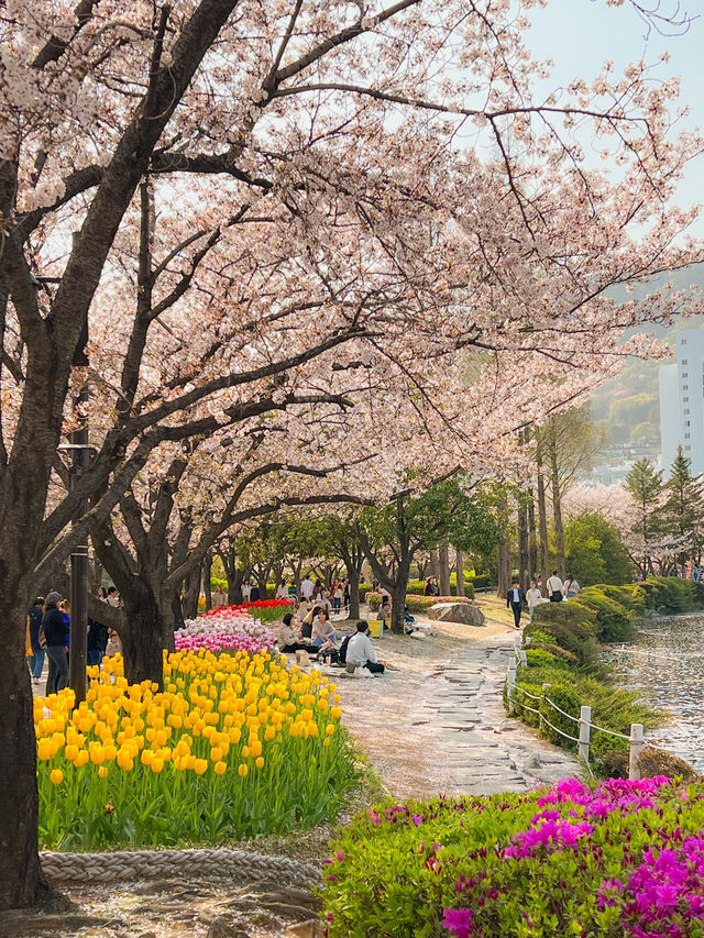 벚꽃&튤립을 함께 볼 수 있는 호수 공원🌸🌷 