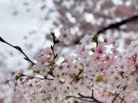 大阪櫻花🌸大阪城公園「櫻吹雪」~太浪漫了吧！