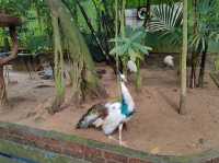 Langkawi Wildlife Park