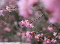 台中🌸 武陵農場櫻花，粉色浪漫爆擊！🌸 漫步花海，捕捉最美瞬間！📸💖