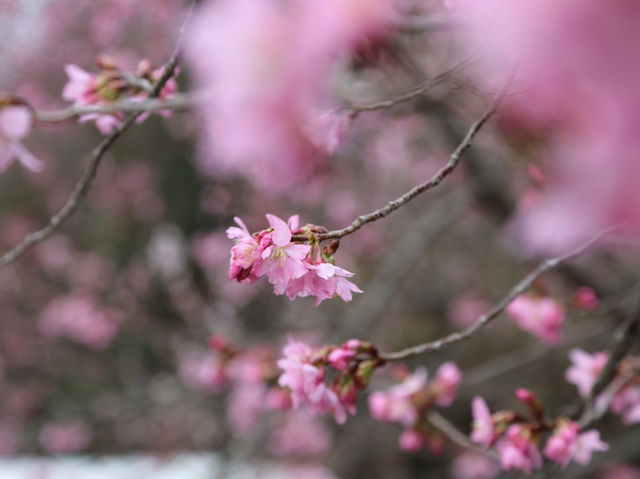 台中🌸 武陵農場櫻花，粉色浪漫爆擊！🌸 漫步花海，捕捉最美瞬間！📸💖