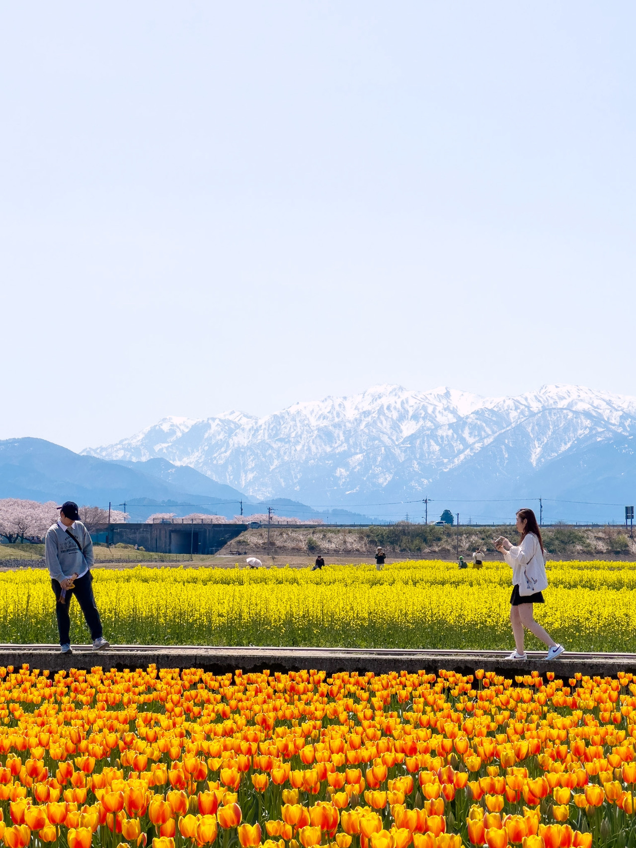 日野芳春　鎮宅守護四季花　掛軸　絹本 日本櫻花絕景「春之四重奏」🌸 雪山。櫻花。鬱金香一次看夠！｜Trip