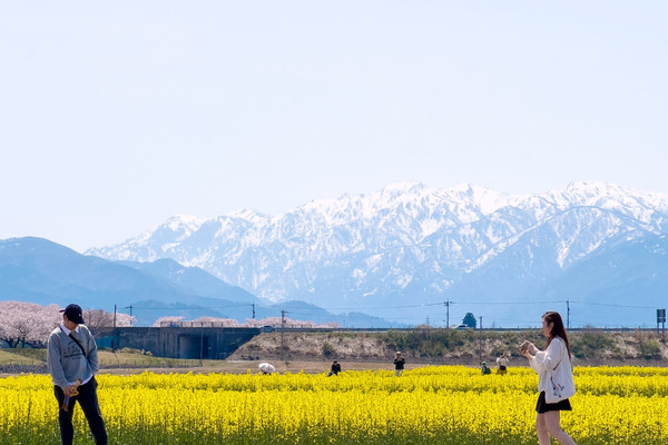 日本櫻花絕景「春之四重奏」🌸 雪山。櫻花。鬱金香一次看夠！｜Trip