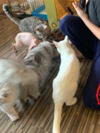 Spending an afternoon at Yangon’s Pet Cafe
