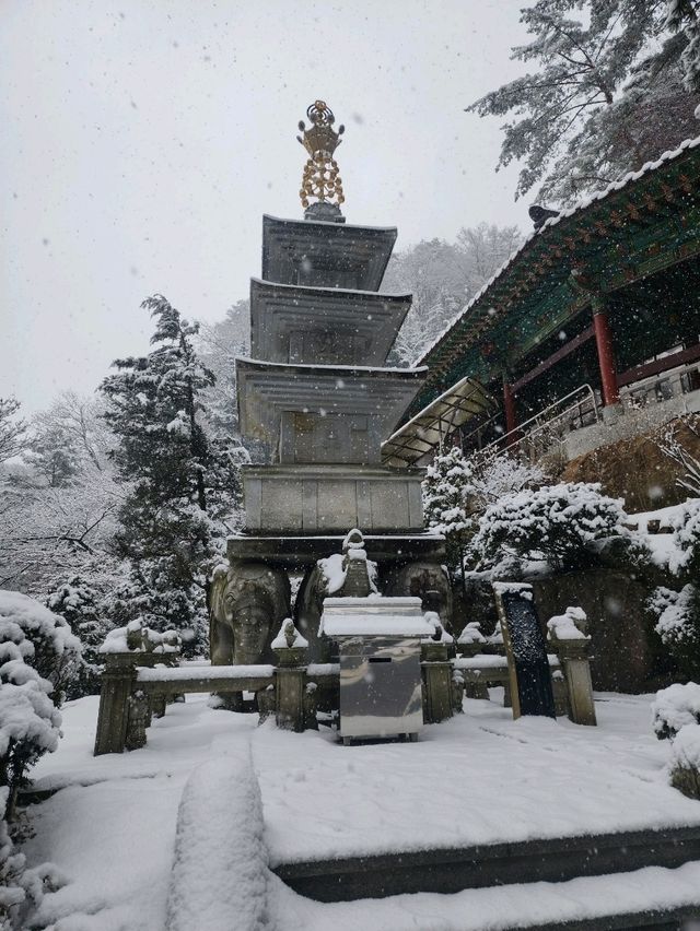 救仁寺📺 冬天去不怕賞不到雪 太多雪了