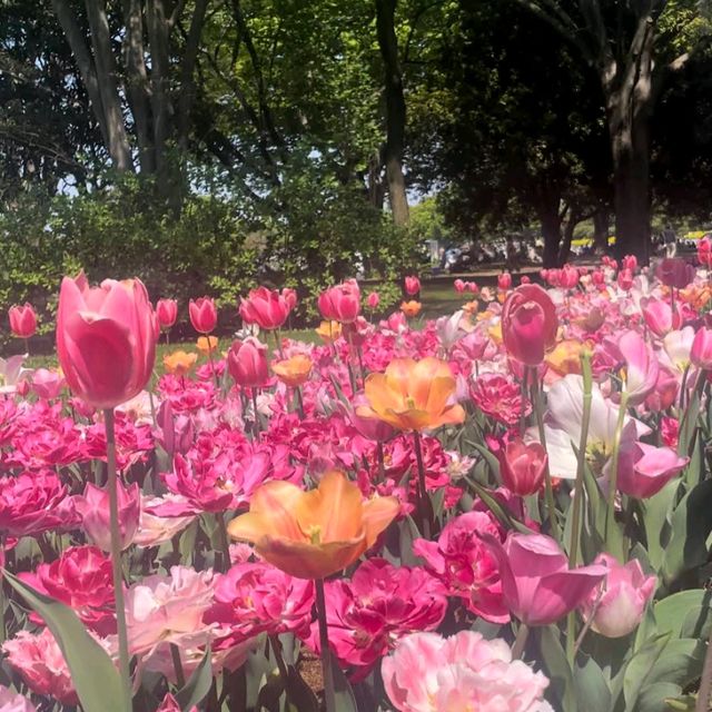 Showa Memorial Park (昭和記念公園)