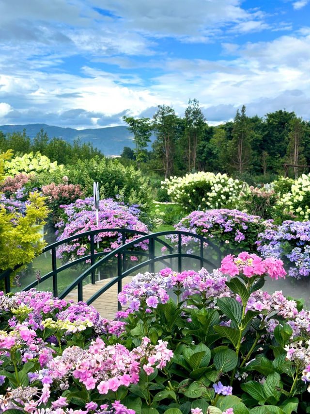 大理貓米花園｜闖入宮崎駿的地方🐱🌿