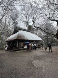 Nara: Japan’s Ancient Capital of Temples, Deer, and Timeless Beauty