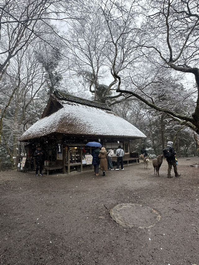 Nara: Japan’s Ancient Capital of Temples, Deer, and Timeless Beauty