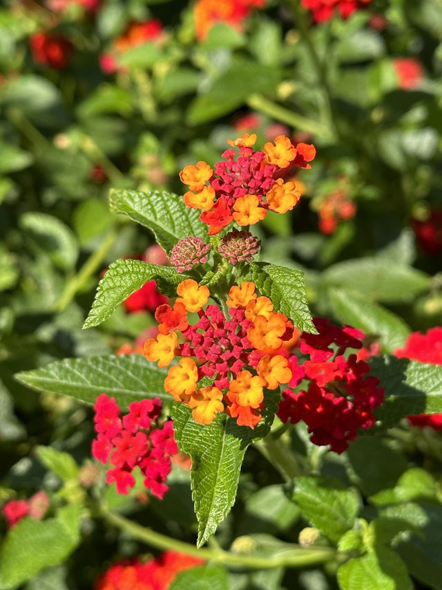 A Tranquil Retreat: A Day at St. Gallen’s Botanical Gardens