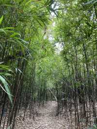 彎曲山⛰️，一覽西貢全景的麥理浩徑四段路線