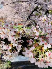 ซากุระที่ Kanonji River ฟุกุชิมะ ไม่ควรพลาด