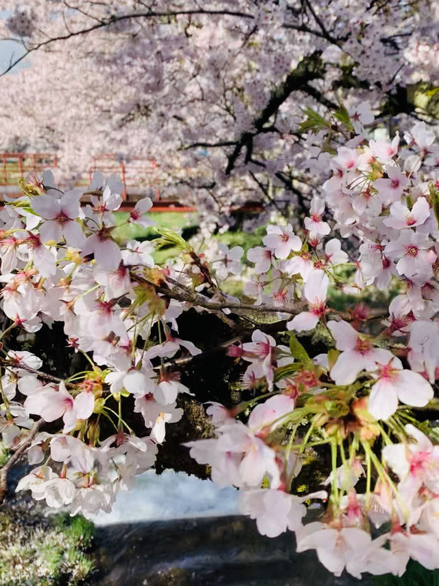 ซากุระที่ Kanonji River ฟุกุชิมะ ไม่ควรพลาด