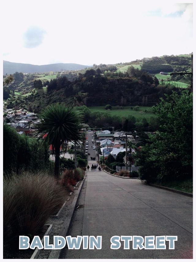 【NZ/ダニーデン】世界一急な坂‼︎＊ボルドウィン ストリート Baldwin St. ＊