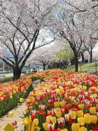韓國🇰🇷 釜山 三樂生態公園賞櫻🌸