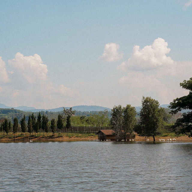 Isbjørn • Chiang Dao, Chiangmai 