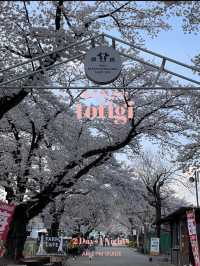 【栃木×春の那須旅】  ソメイヨシノを中心とした桜のトンネル