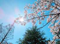 🌸 **清水沼公園櫻花觀賞遊覽分享** 🌸