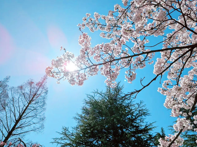 🌸 **清水沼公園櫻花觀賞遊覽分享** 🌸