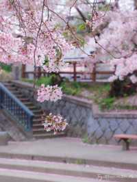Fall in the Dreams of Sakura~🌸☁️