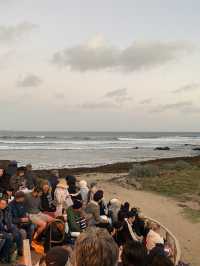 Penguin Parade at Philip Island