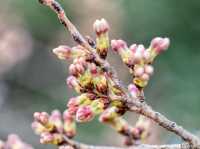 Catch the Cherry Blossoms in full Bloom Next Week in Tidal Basin