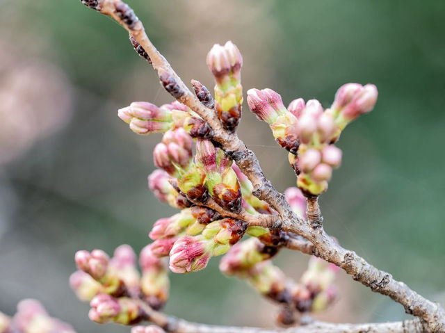 Catch the Cherry Blossoms in full Bloom Next Week in Tidal Basin