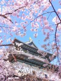  Chasing Sakura at Hirosaki Castle Park