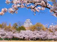 Chasing Sakura at Himeji Castle 🌸