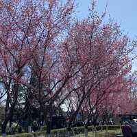 廣仁寺三月花季，錯過再等一年！