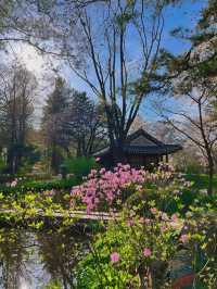 Chasing Sakura at Nami Island