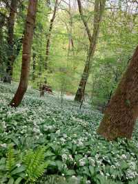 National Trust - Prior Park Landscape Garden