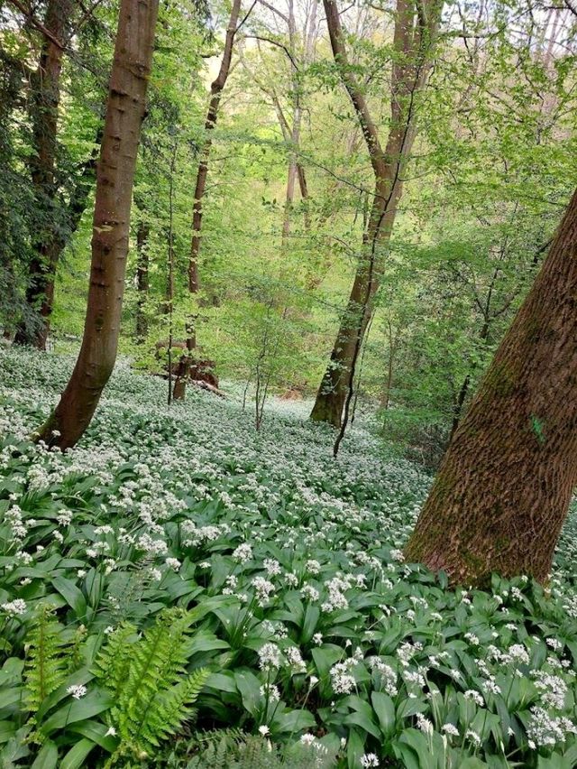 National Trust - Prior Park Landscape Garden
